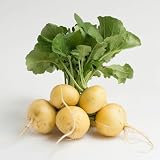 300 Semillas de Rábano Redondo Amarillo - SemiSauvage Permaculture