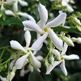 Jazmín de estrella blanco – plantas trepadoras resistentes – jazmín perenne – planta de jazmín – maceta de 1,5 litros – plantas resistentes al invierno para el jardín – jazmín – crecimiento de hasta